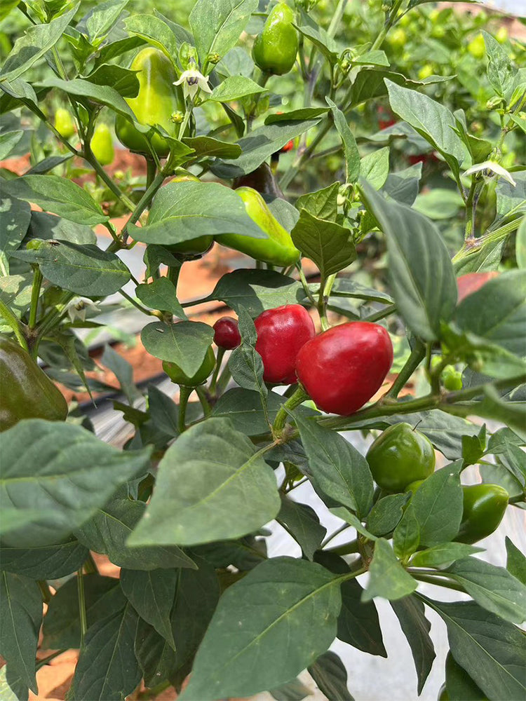 'Yanjiao No.801 Strawberry' Medium Spicy Heaven-facing Chili Hybrid