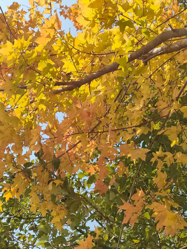 Trident Maple Tree