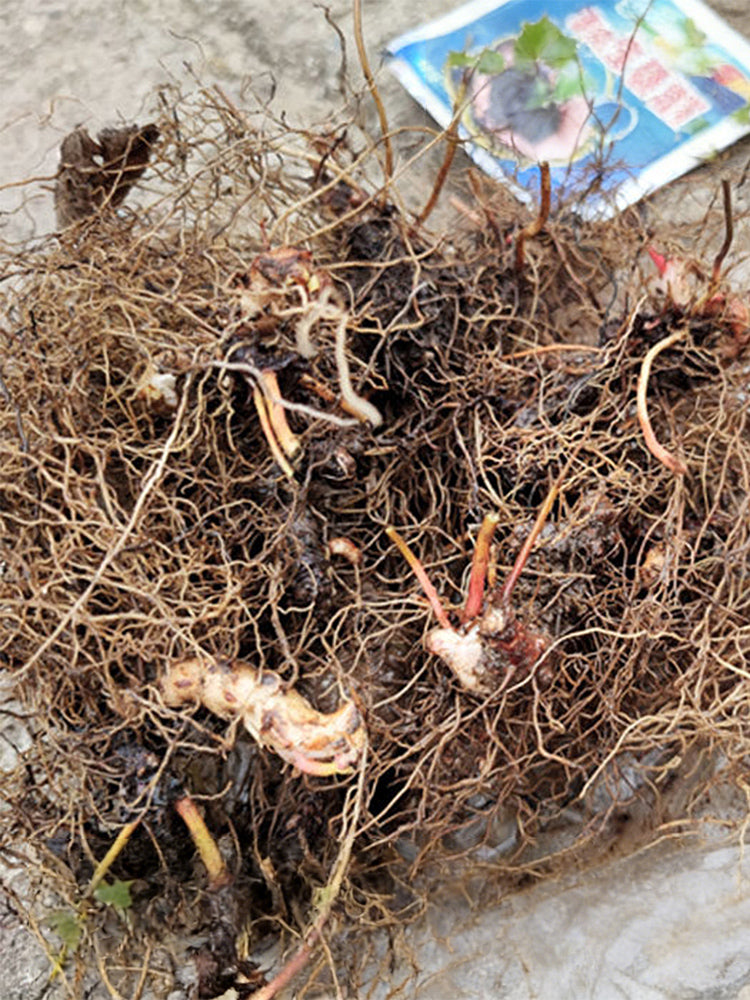 Epimedium Seedlings