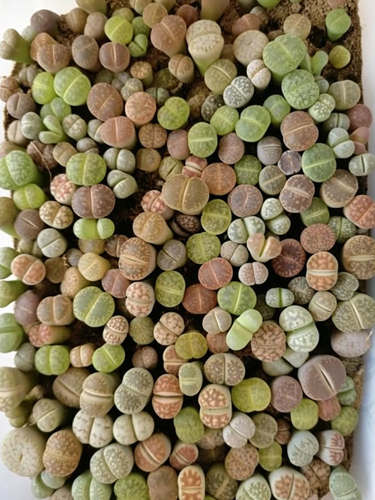 Mixed Lithops