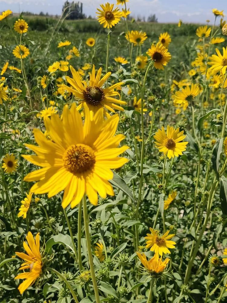 Maximilian Prairie Sunflower