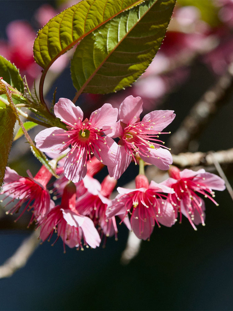 Winter Cherry