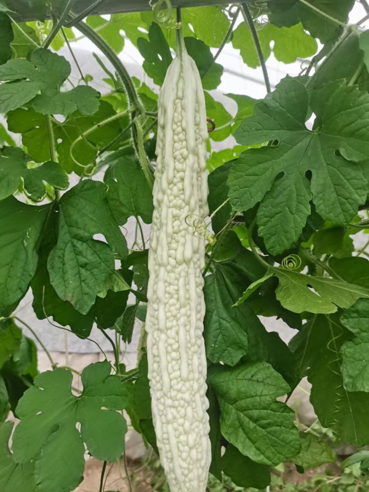Chang Cui Yu Slender Bitter Melon