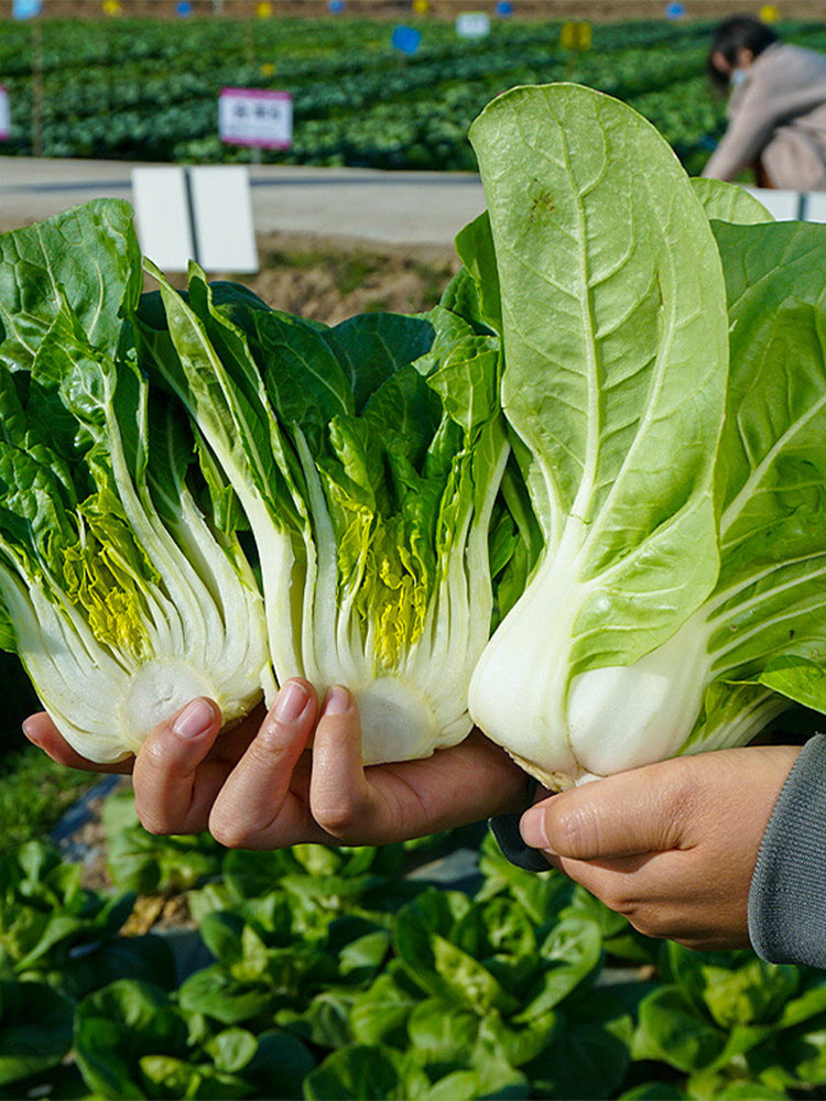 'Hefeng' Dwarf Bok Choy