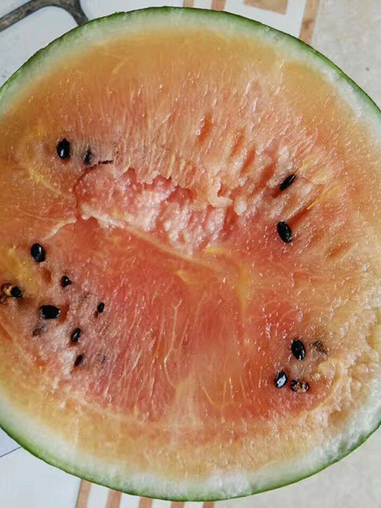 Rainbow No.1 Watermelon