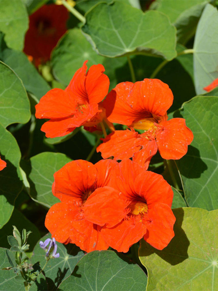Hezhichun Red Nasturtium