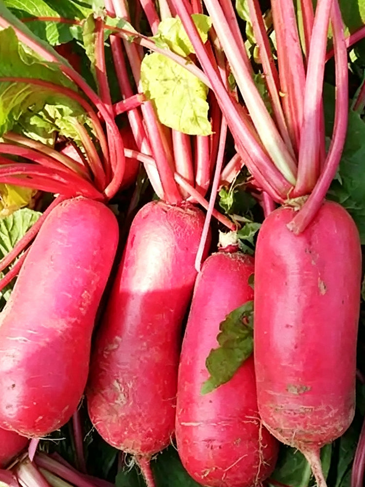 'Qishan Laobukang No.2' Water Radish