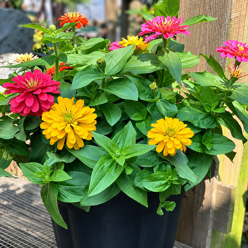 W1345 Dwarf Double Zinnia Mix