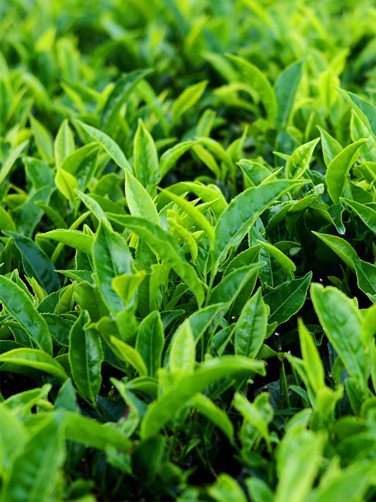 Tea Plant (Camellia sinensis)