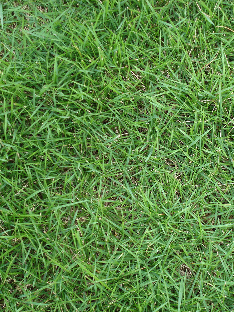 Kentucky Bluegrass