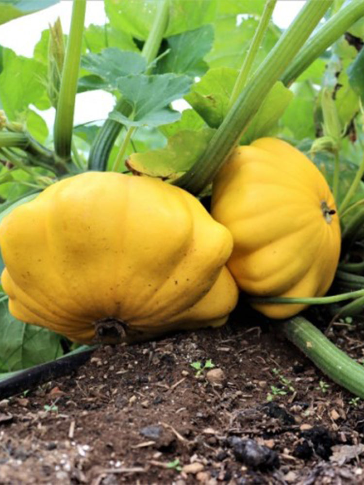Yellow Patty Pan Squash