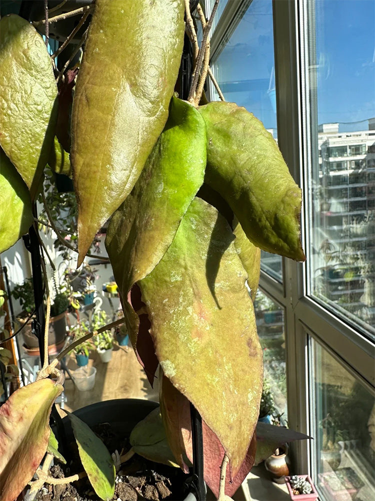 Hoya caudata 'Big Green Leaf' Unrooted Stem Cuttings