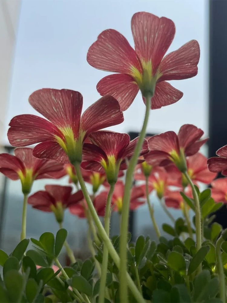 Oxalis versicolor 'Cherry Cream'