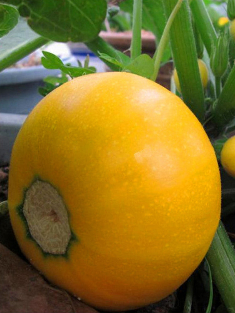 Yellow Pearl Zucchini