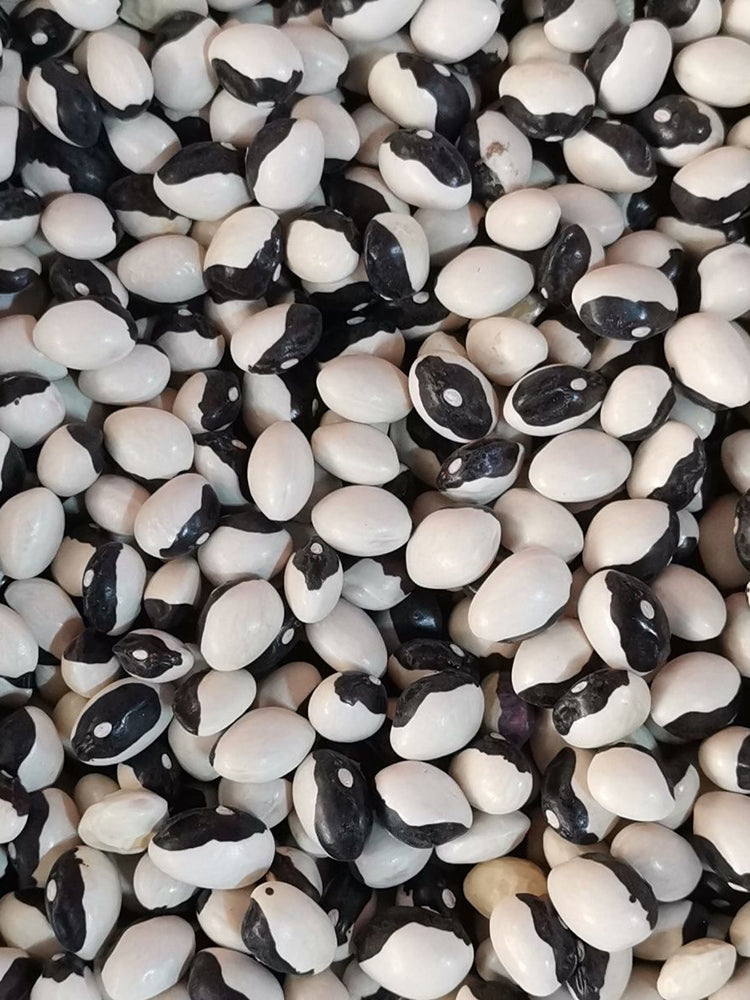 'Rabbit's White Eye' Oil Bean
