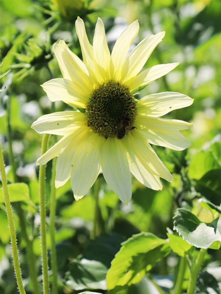 'Lemon Boy' Ornamental Sunflower