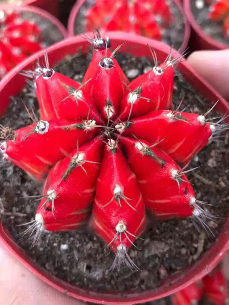 Gymnocalycium mihanovichii variegata 'Oil Painting Peony'