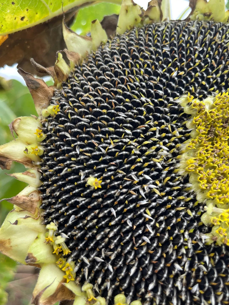 Large-seeded Edible Sunflower