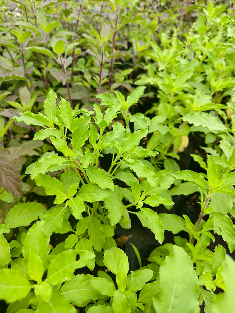 Holy Basil