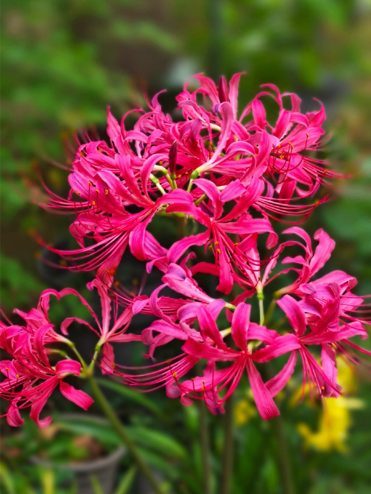 Pink Lycoris sprengeri