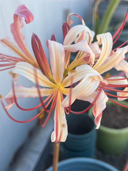 'Pink Dream' Lycoris
