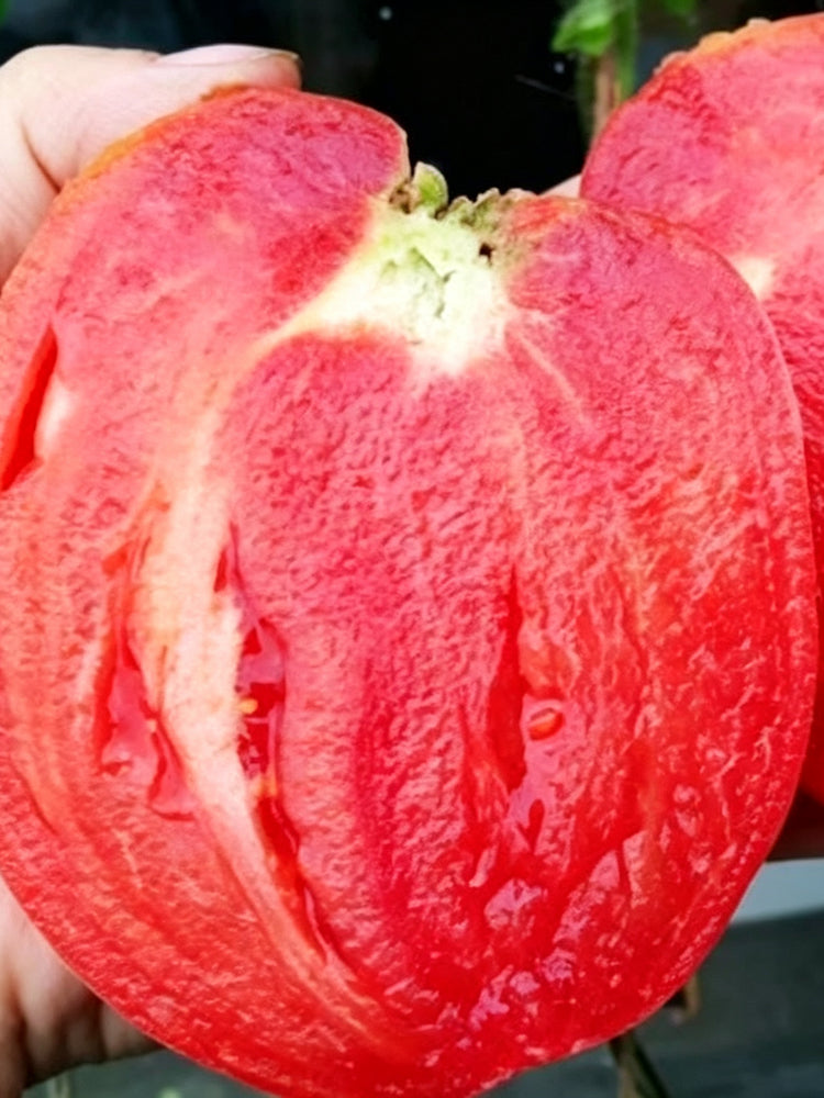 971 Pink Scallop Tomato