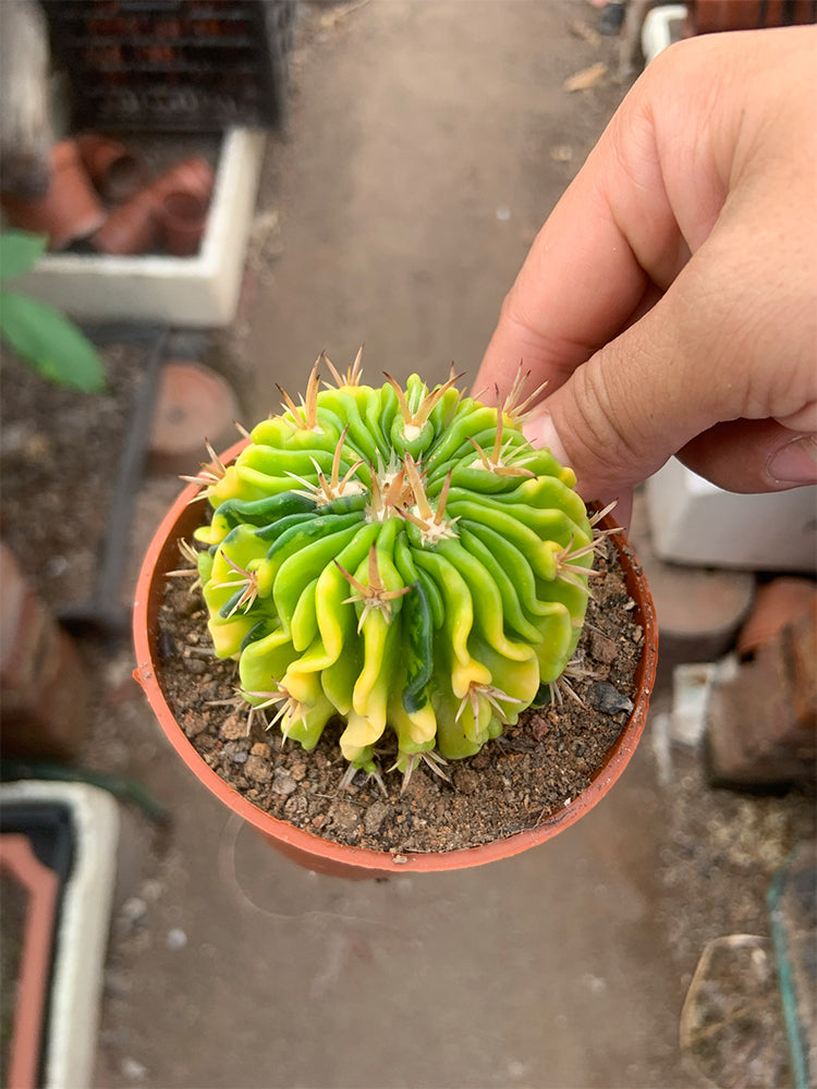 Echinofossulocactus multicostatus f. variegata