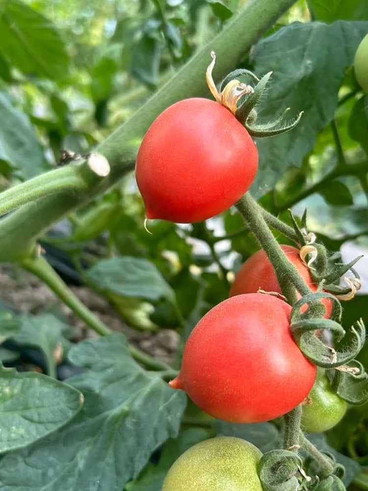 'Jingfan Fenxing No.2' Tomato