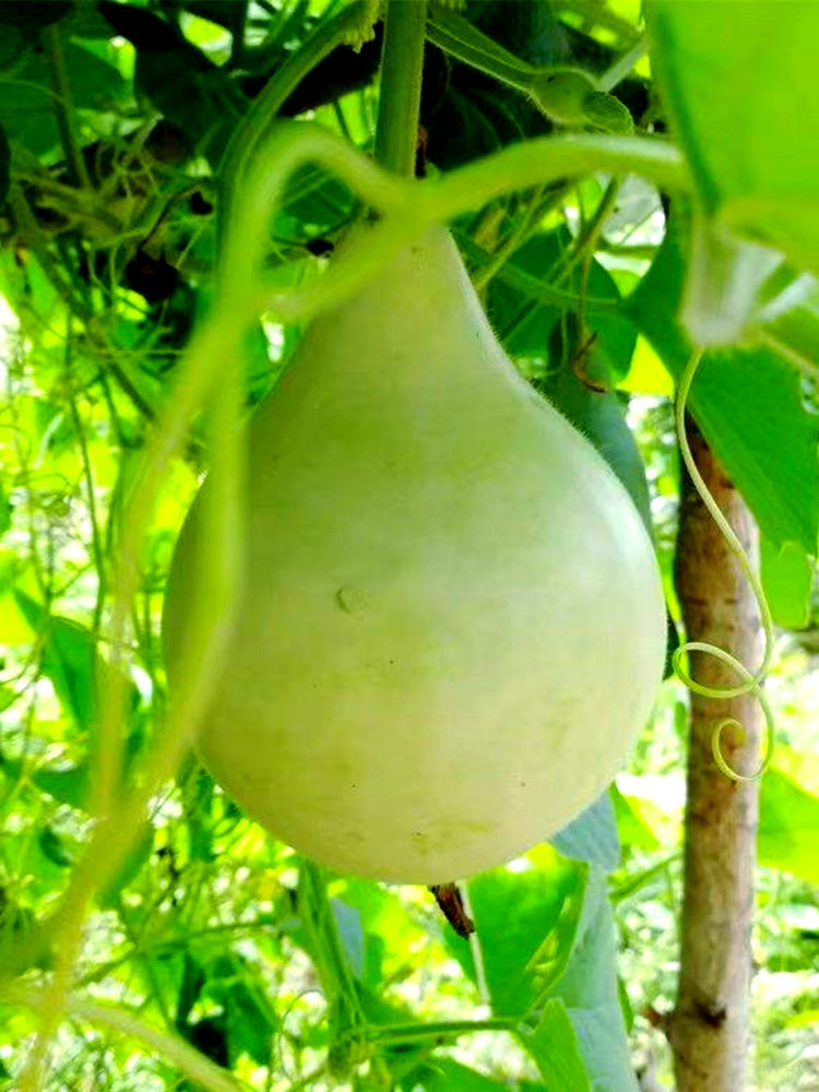Edible Bottle Gourd