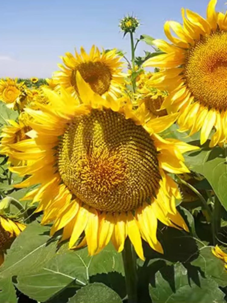 Super Giant Edible Sunflower