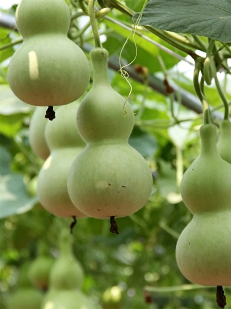 Small Waist Gourd