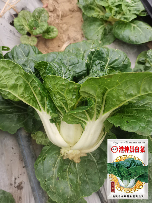 Hong Kong Milky Pak Choi