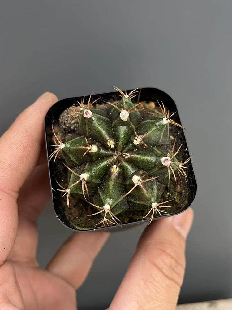 'Ruiyun Peony' Live Cactus