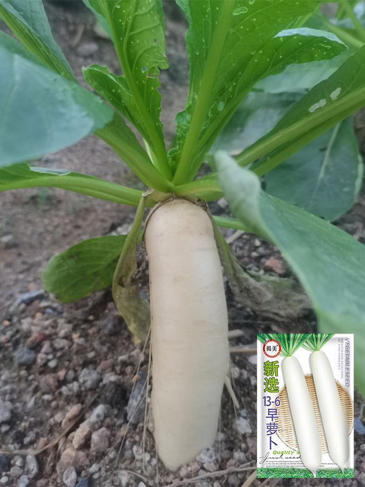'Xinxuan 13-6' Early-Maturing Radish