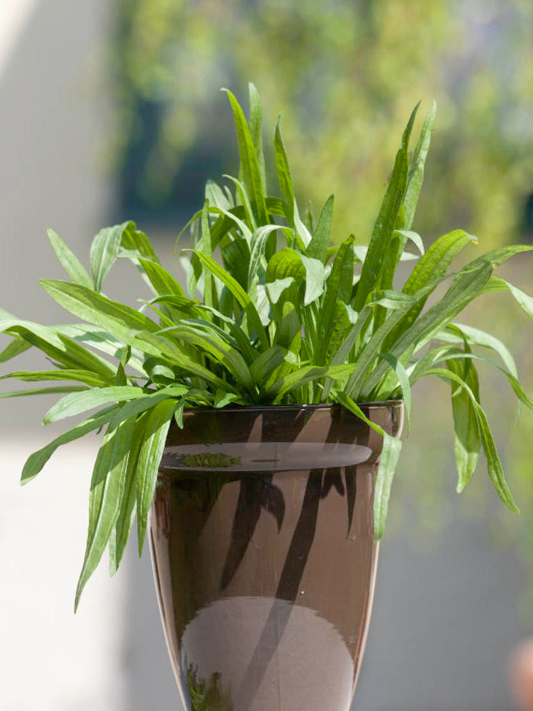 English Ribwort Plantain