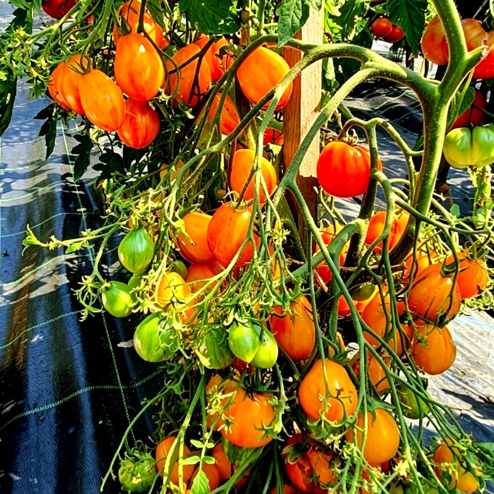 587 Lucfichoise Tomato
