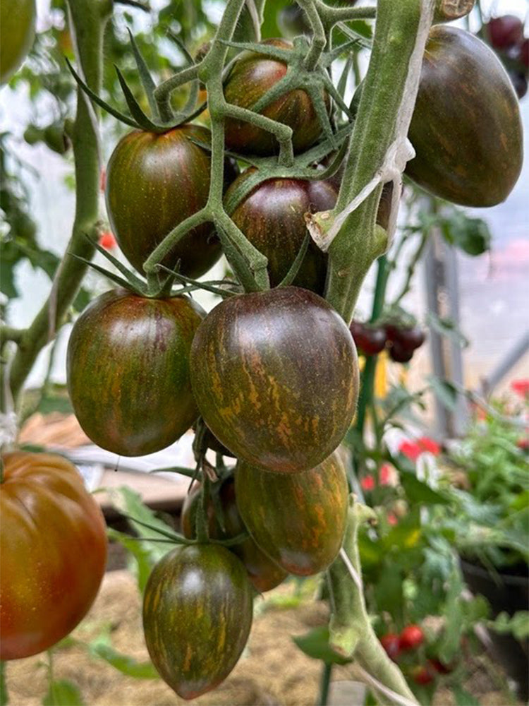 Giovanni Tomato