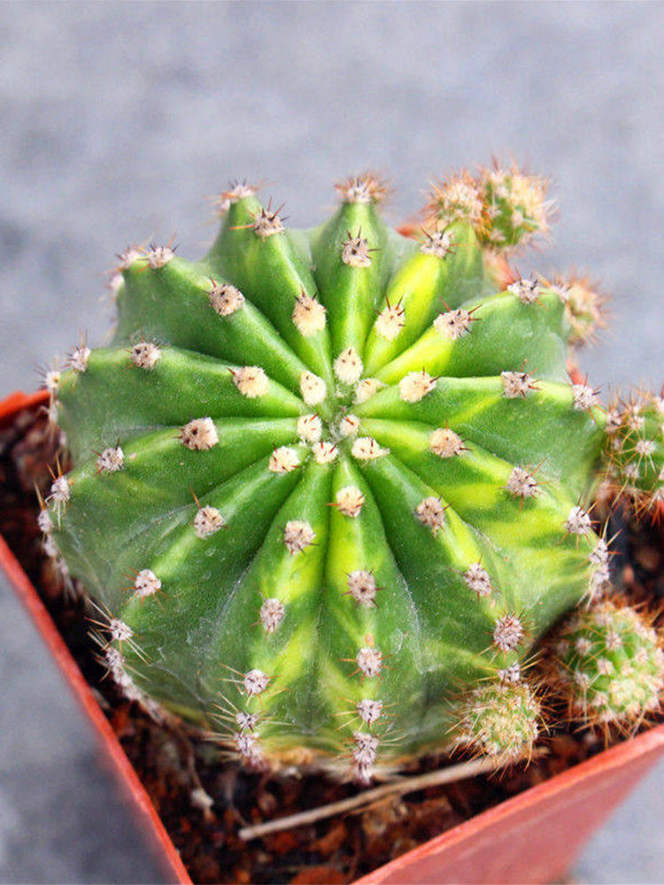 'World Map' Variegated Cactus