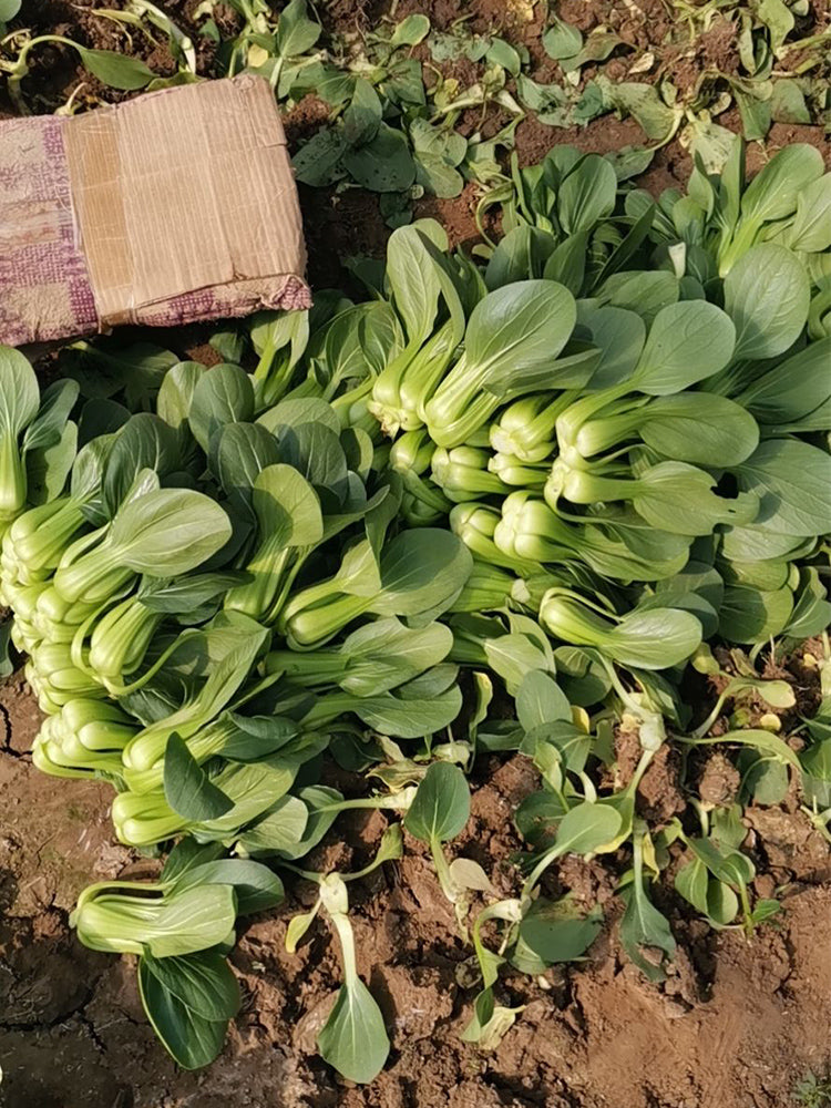 'Hefeng' Shanghai Bok Choy