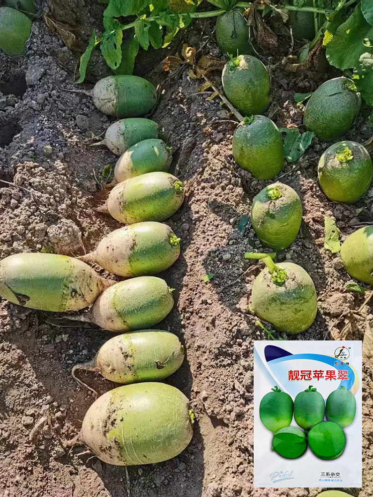 'Liangguan' Apple-shape Green Radish