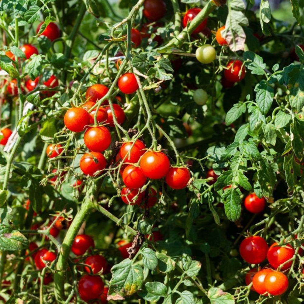 824 Tommy Toe Tomato