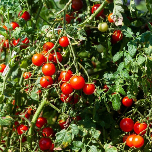824 Tommy Toe Tomato