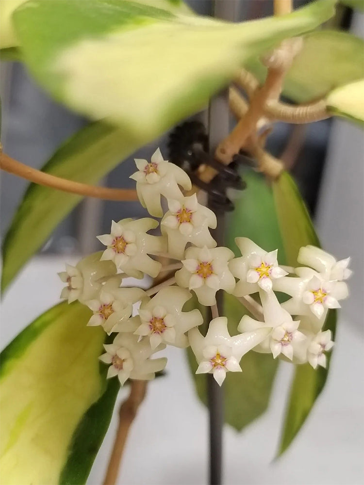Hoya parasitica 'Variegated In' Unrooted Stem Cuttings