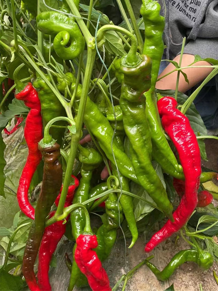 'Meinaxiang' Spiral Pepper