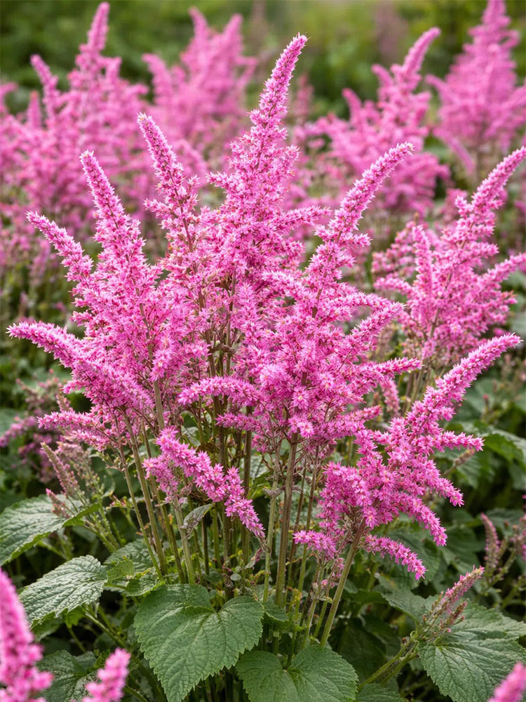 Limonium suworowii 'Pink Pokers'