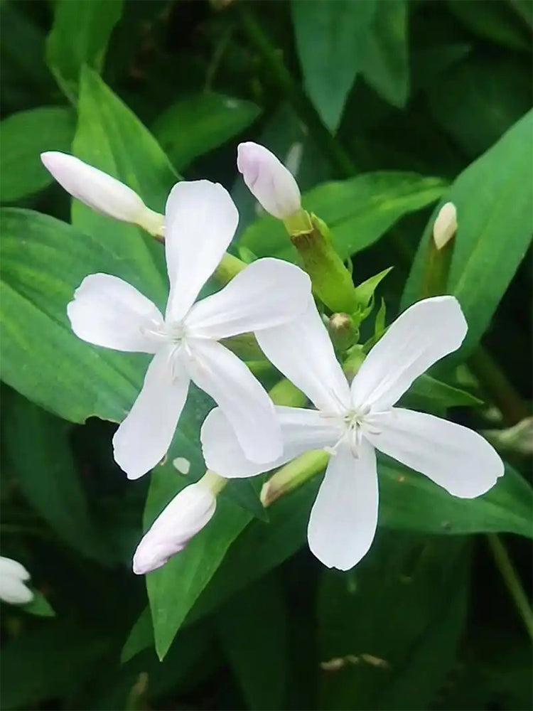 Bouncing Bet (Saponaria officinalis L.)