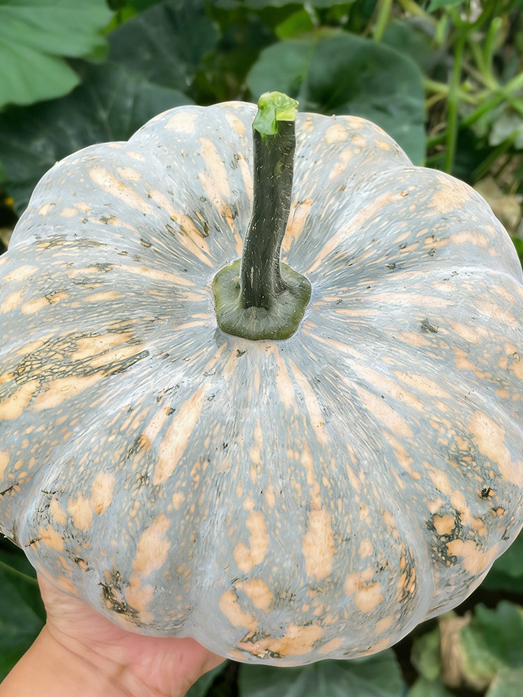 Sweet Dough Millstone Pumpkin