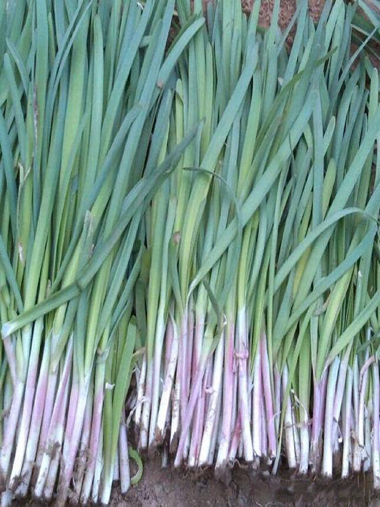 HUAJUN Purple-rooted Chinese Chives