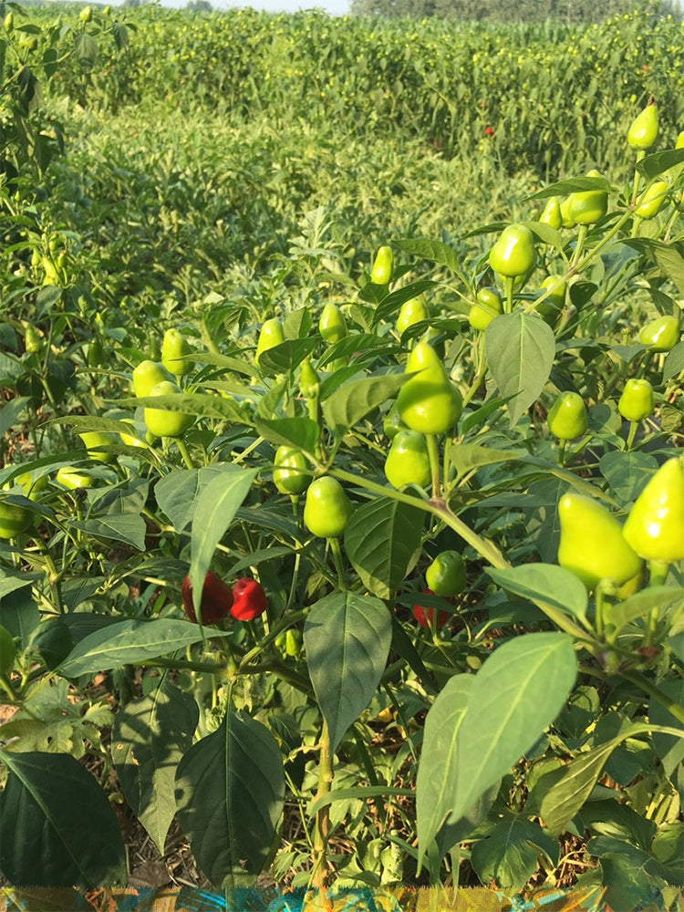 'Yanjiao No.801 Strawberry' Medium Spicy Heaven-facing Chili Hybrid