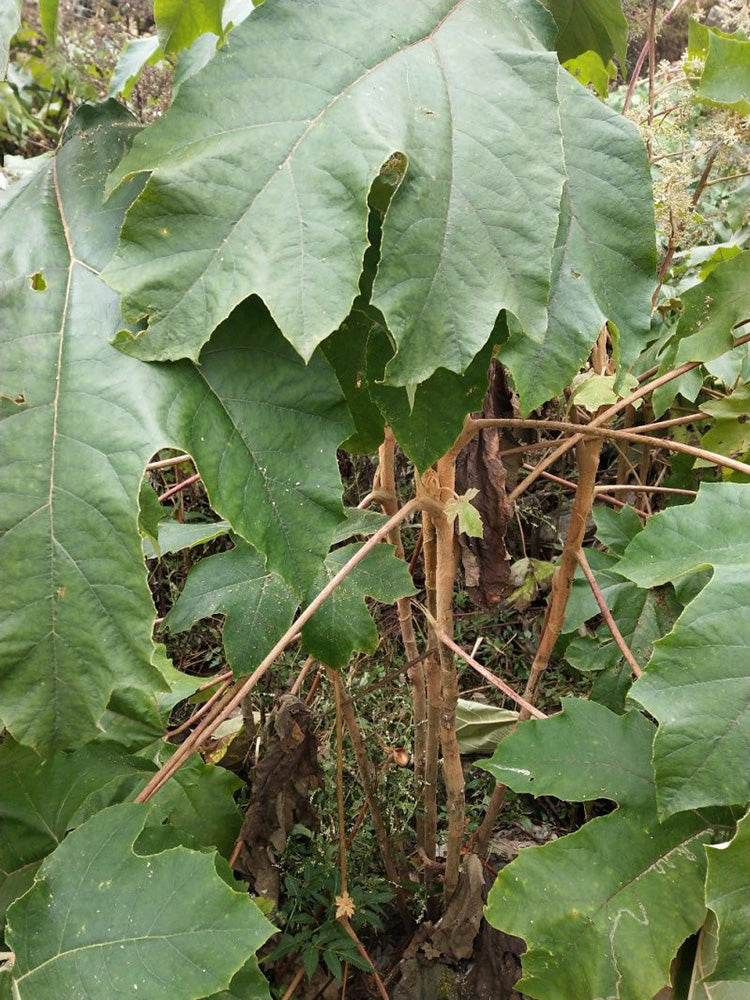 Rice Paper Plant